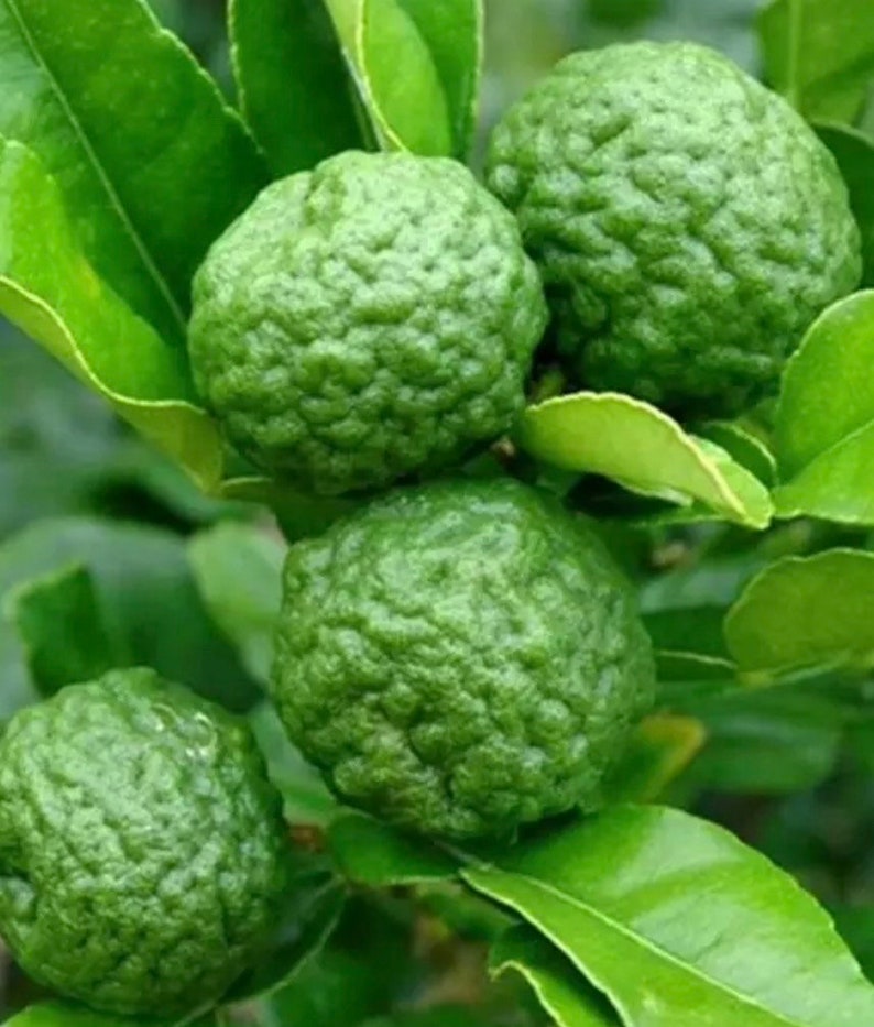 Kaffir Lime Tree - Citrus Hystrix - Aromatic Leaves for Cooking - 1/2 Gal Pot