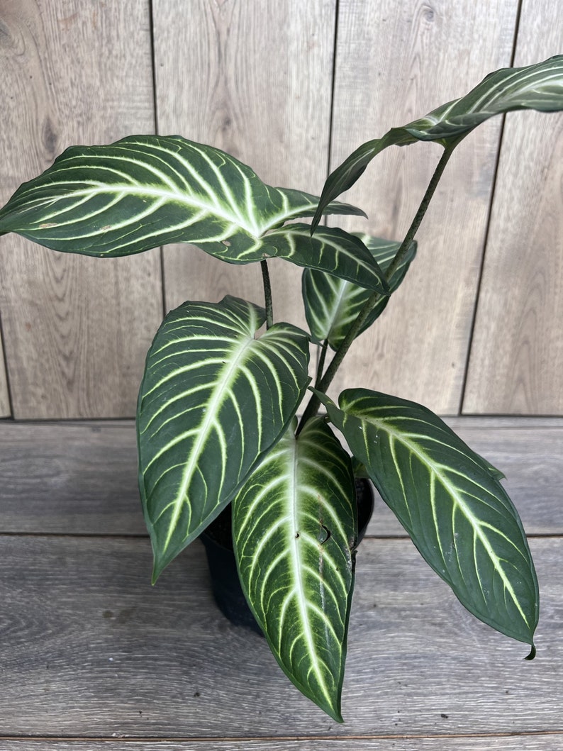 Xanthosoma Lindenii Magnificum Plant in 6" Pot | Caladium Lindenii | Angel Wing Plant