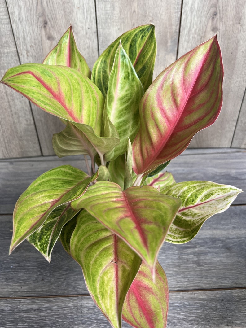 Aglaonema Golden Fluorite 6" Pot - Ornamental Houseplant with Chartreuse Leaves