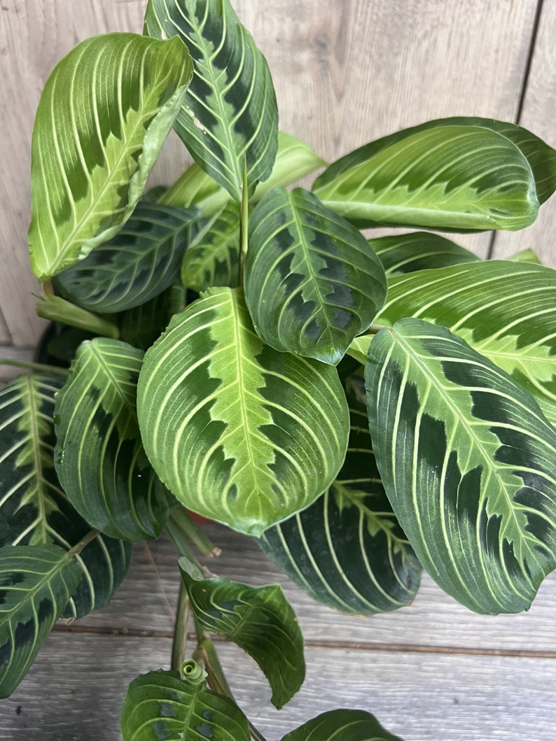 Maranta Lemon Lime Plant 4" Pot - Easy Care Indoor Houseplant