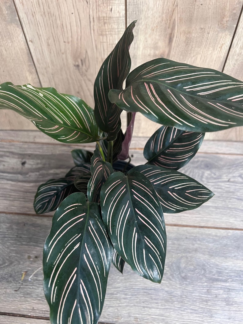 Calathea Ornata Prayer Plant in 6" Pot - Green with Pink Stripes, Indoor Humidity-Loving Houseplant