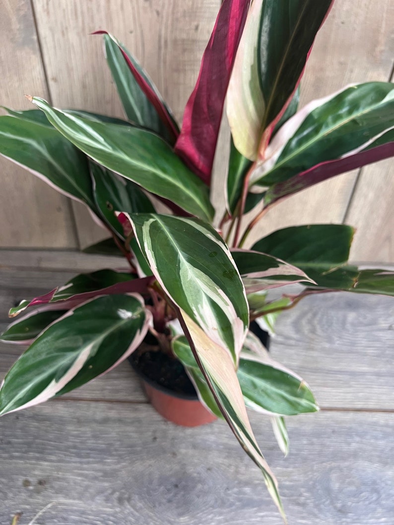 Calathea Stromanthe TrioStar Plant in 6" Pot | Variegated Prayer Plant | Easy Care Indoor Houseplant