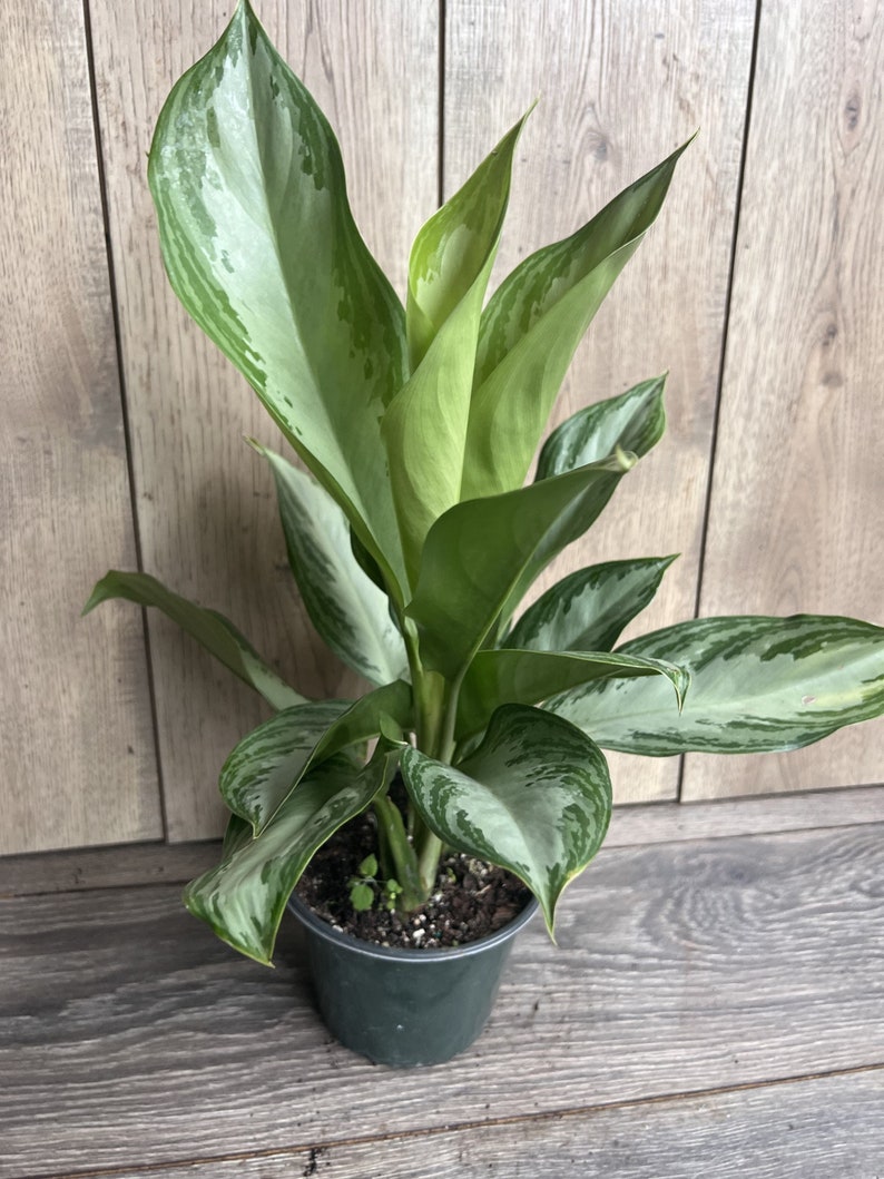 Aglaonema Silver Bay Plant - 6" Pot, Low Maintenance Chinese Evergreen