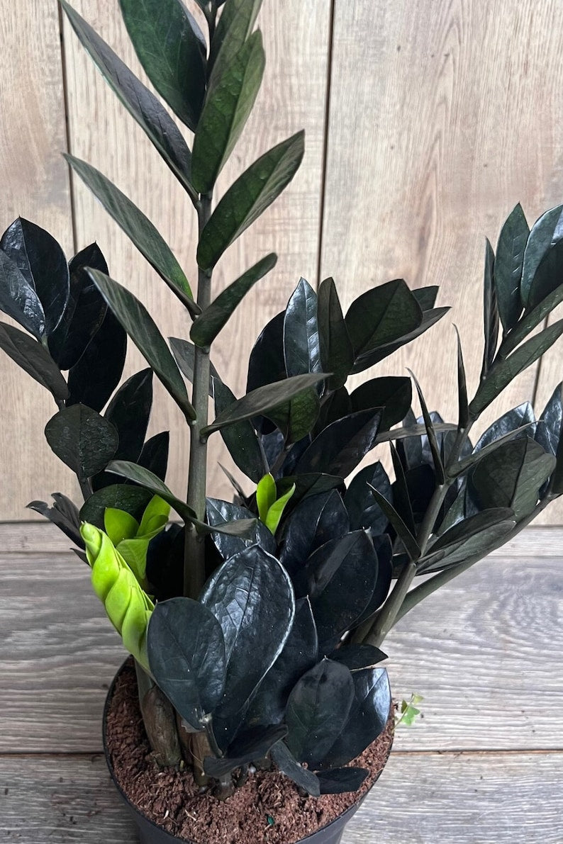 Black Raven ZZ Plant in 4" Pot - Dark Zamioculcas zamiifolia Raven, Easy Care Indoor Houseplant