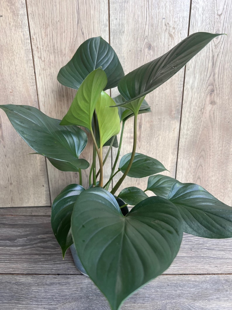Homalomena Emerald Gem Plant in 6" Pot | Low Light Tropical Indoor Houseplant