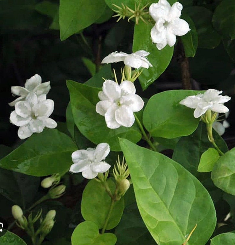 Sambac Arabian Jasmine Live Plant 4" Pot - Fragrant White Flowers, Low Maintenance Indoor/Outdoor