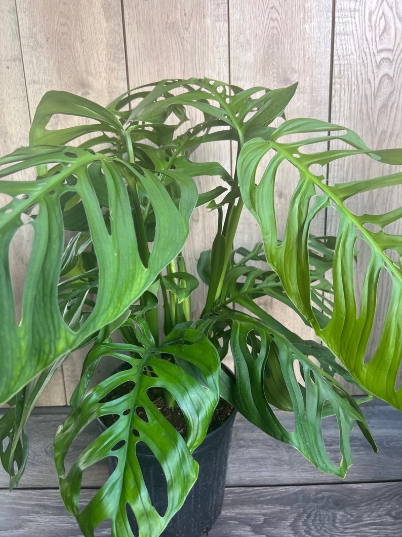 Large Monstera Esqueleto Plant in 10” Pot | Monstera epipremnoides with Fenestrated Leaves
