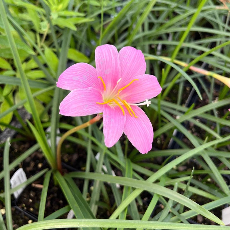 Pink Rain Lily Live Plant in 3.5" Pot – Zephyranthes carinata – Pink Flowering Perennial for Full Sun to Part Shade