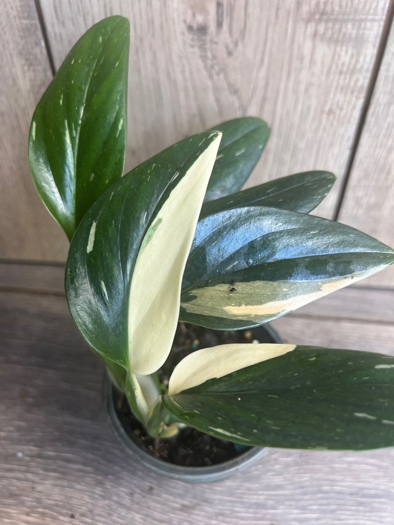 Monstera Standleyana Albo 4" Pot | Rare Variegated Philodendron Cobra Houseplant