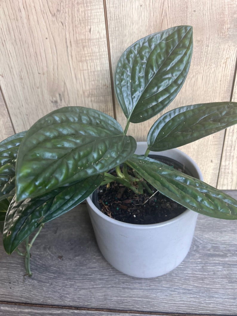 Monstera Peru House Plant in 6" Pot - Rare Monstera Karstenianum with Textured Green Leaves