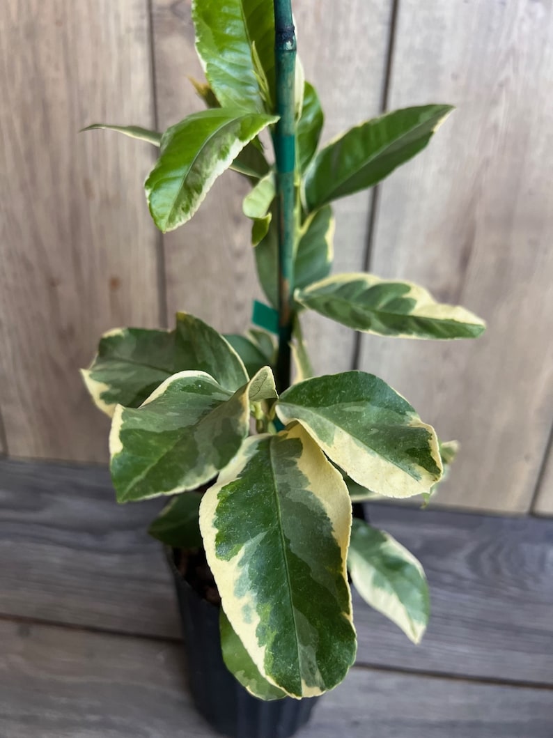 Variegated Pink Lemon Tree in 1/2 Gallon Pot - Citrus limon, Pink-Fleshed Lemons, Florida Shipping