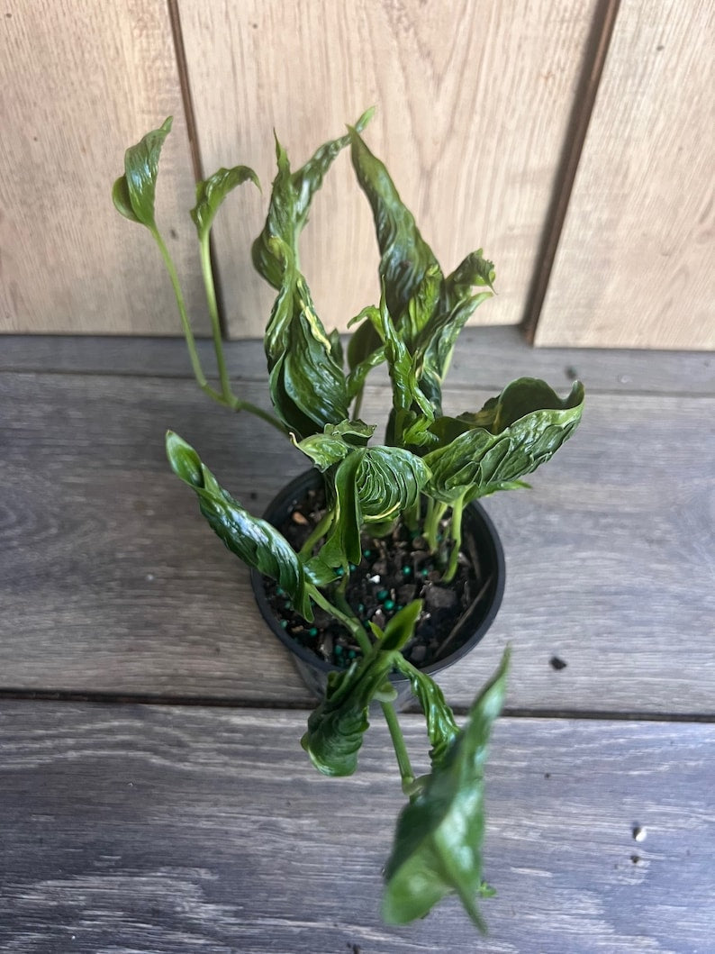 Epipremnum Aureum 'Shangri La' - 4 Inch Indoor Houseplant with Curled Dark Green Leaves