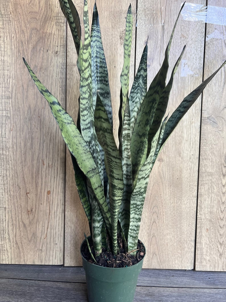 Sansevieria Zeylanica Snake Plant in 6" Pot - Hardy Indoor Air Purifying Houseplant