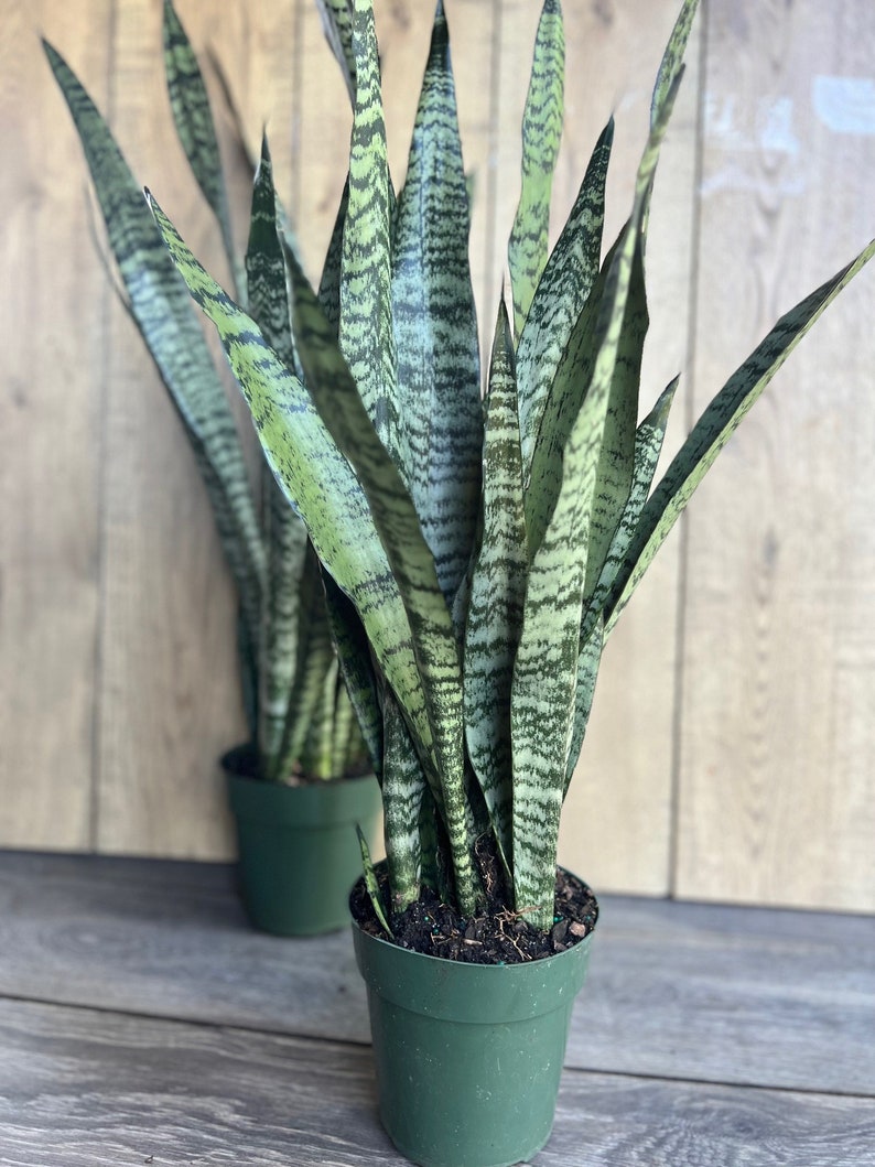 Sansevieria Zeylanica Snake Plant in 4" Pot | Low Light Tolerant Indoor Air Purifier