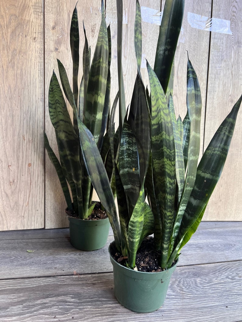 Sansevieria Black Coral Plant in 4" Pot - Durable Air Purifying Snake Plant