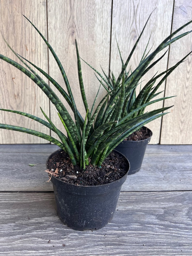 Sansevieria Fernwood Mikado 6" Pot - Air Purifying Snake Plant - Easy Care Indoor Houseplant