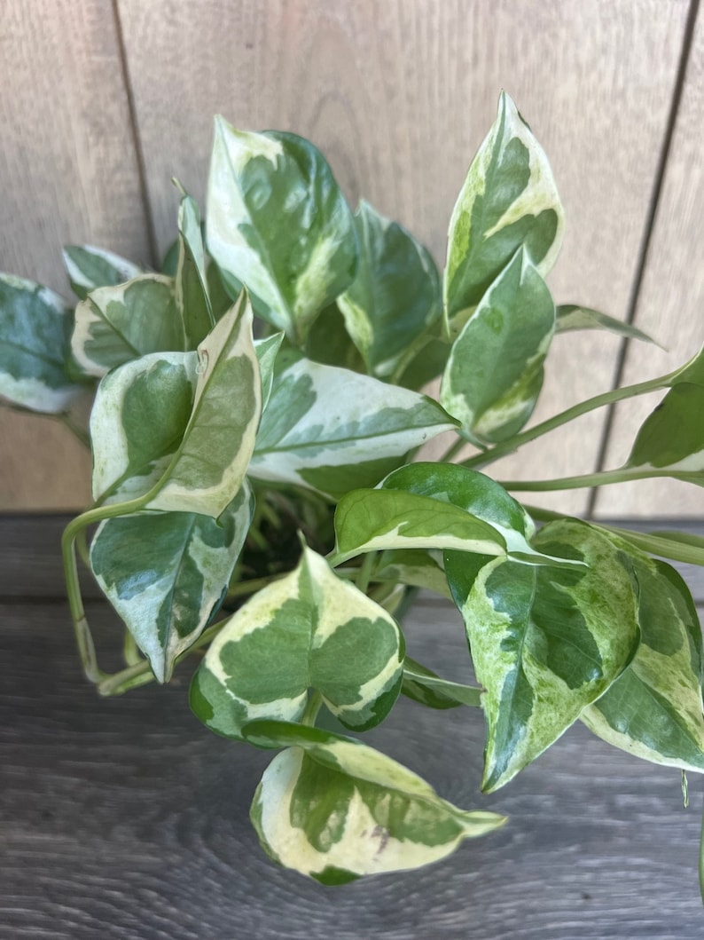 N'Joy Pothos Plant 4" Pot - Variegated Devil's Ivy Indoor Houseplant