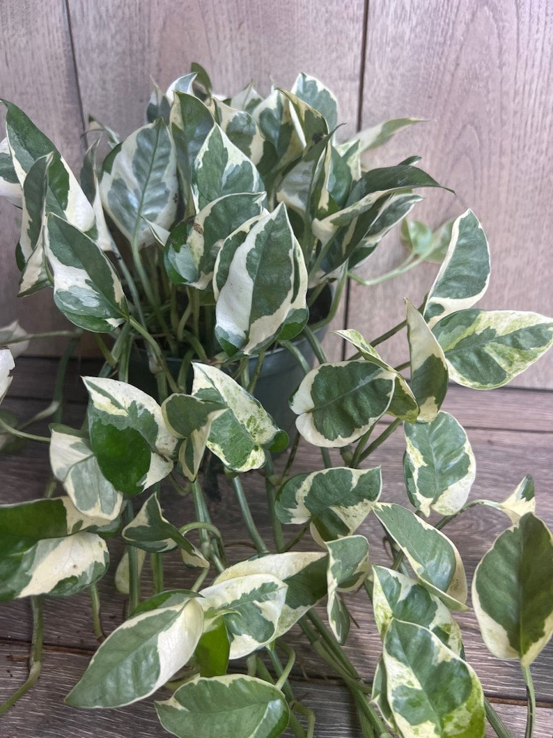 N’Joy Pothos Plant in 6" Pot – Variegated Devil’s Ivy, Epipremnum aureum, Low-Maintenance Indoor Houseplant