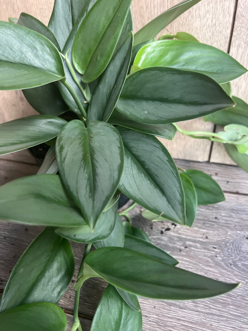 Scindapsus Treubii 'Moonlight' Houseplant in 6" Pot | Sterling Silver Foliage Indoor Vine