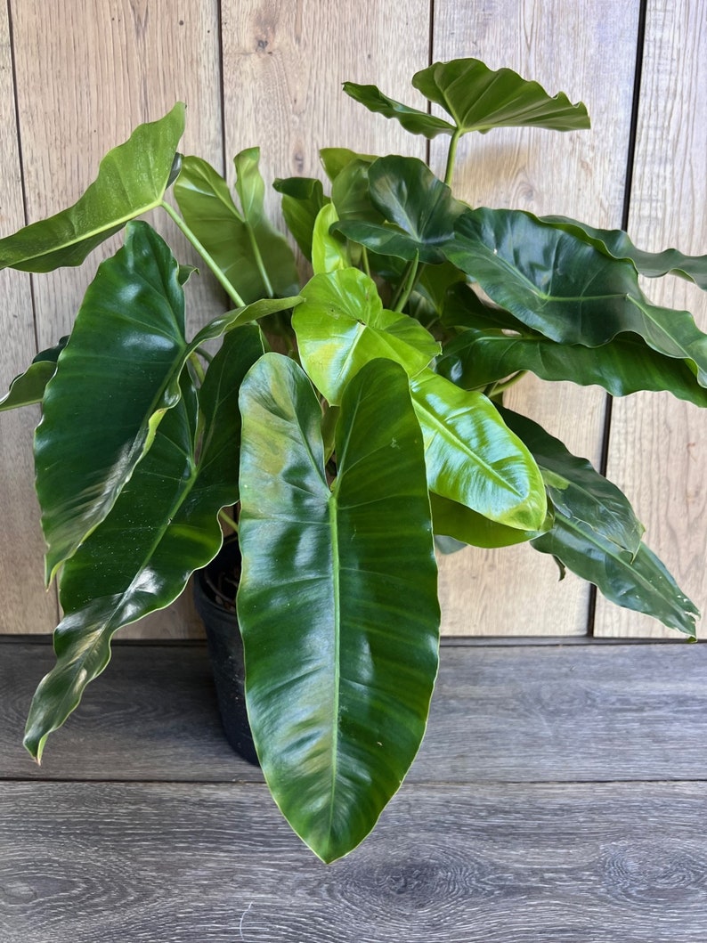 Philodendron Burle Marx Plant in 6" Pot - Glossy Heart-Shaped Leaves Indoor Aroid