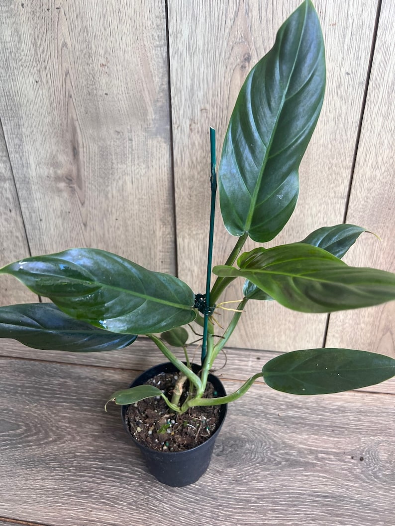 Philodendron Subhastatum Plant in 5" Pot - Rare Tropical Climber with Red Undersides
