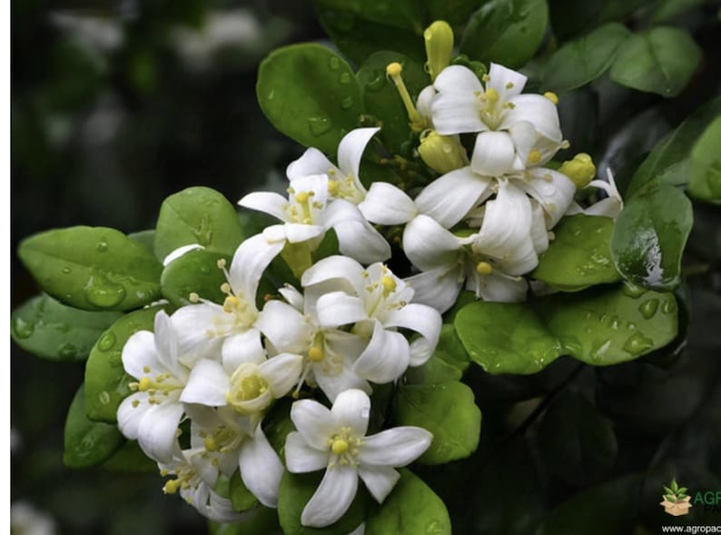 Large Orange Jasmine Plant in 10" Pot - Murraya paniculata Evergreen Shrub