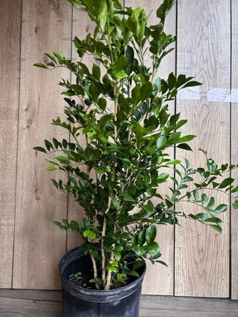 Large Orange Jasmine Plant in 10" Pot - Fragrant Murraya paniculata Evergreen