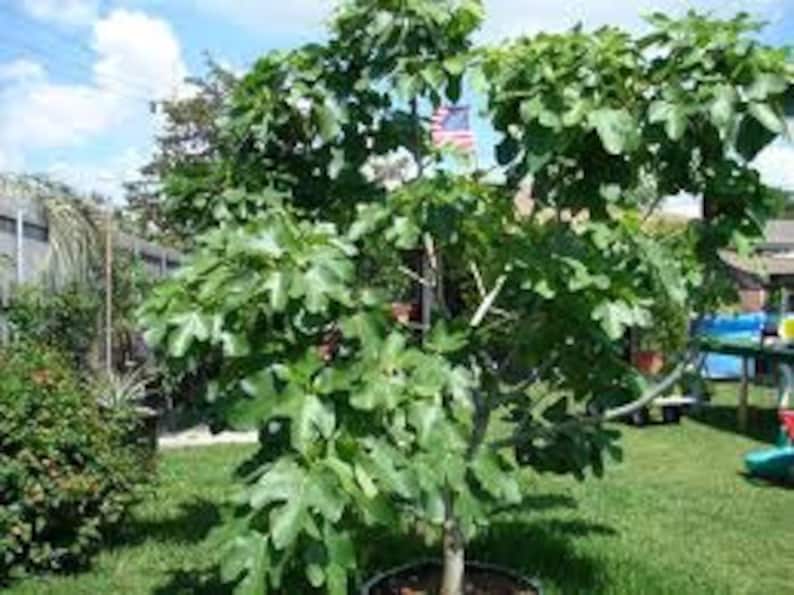 Brown Turkey Fig Plant - Cold-Hardy Edible Fig Tree - Ficus carica 4-6"