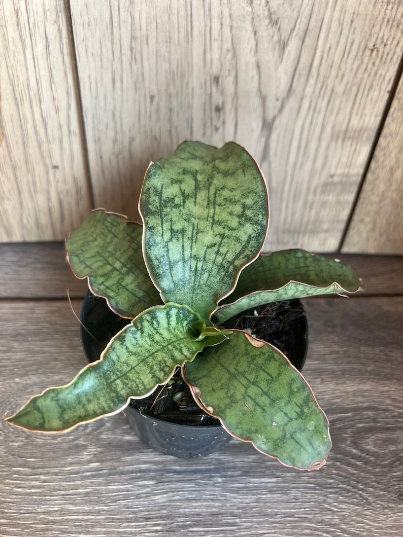 Sansevieria Cleopatra Plant in 4'' Pot | Snake Plant | Sansevieria trifasciata Hybrid