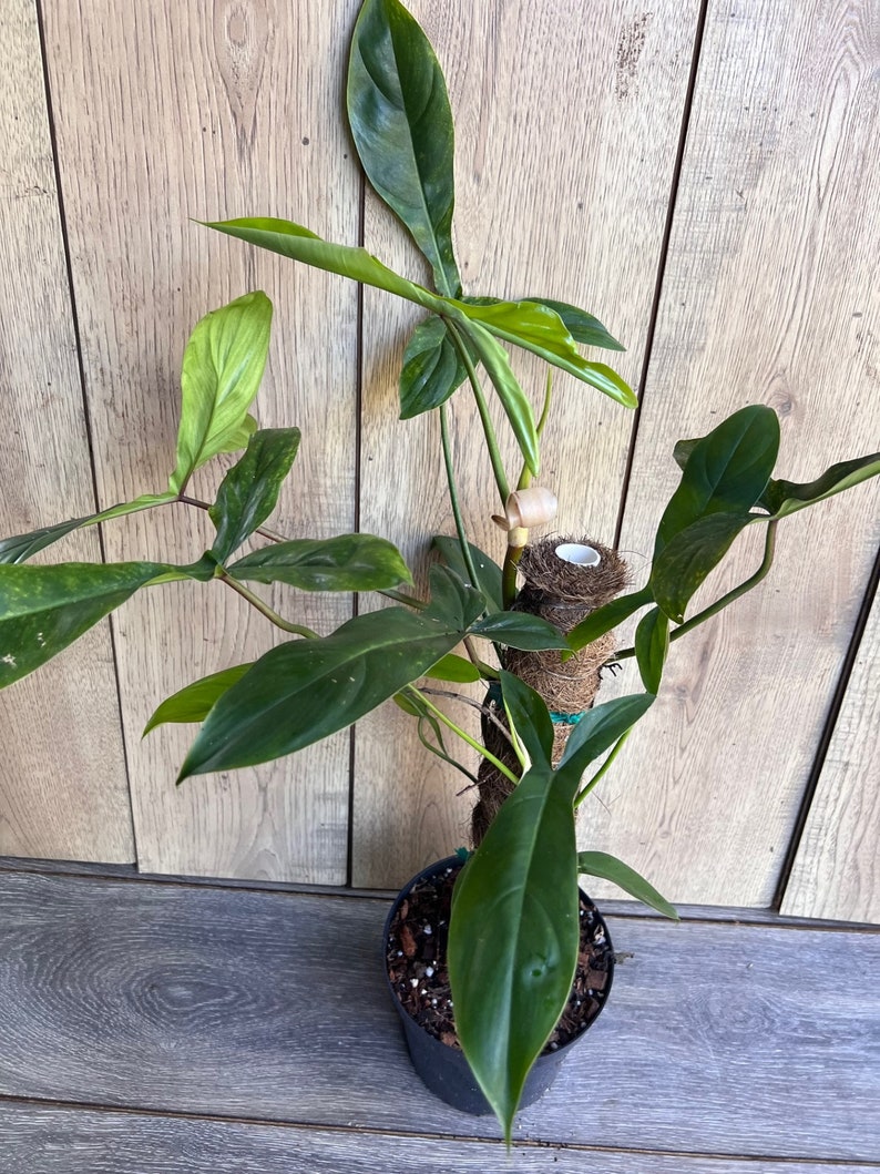 Philodendron 69686 Plant in 6" Pot - Easy Care Indoor Tropical Houseplant