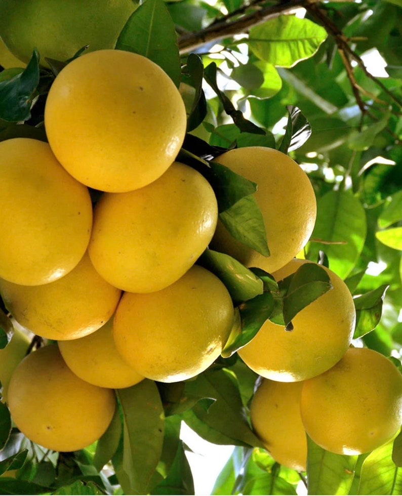 Star Ruby Grapefruit Tree 1/2 Gal Pot Grafted Citrus paradisi Florida Shipping