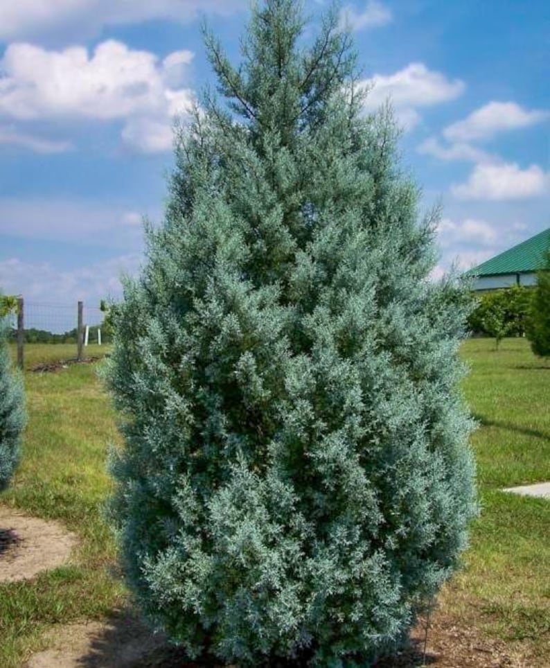 Carolina Cypress Tree 4" Container - Fast Growing Evergreen for Zones 7-9