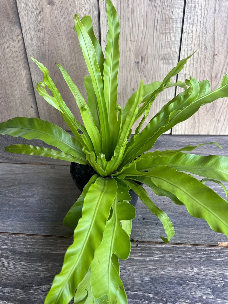 Bird Nest Fern 6" Pot - Asplenium nidus Indoor Plant, Low Light Tolerant, Easy Care