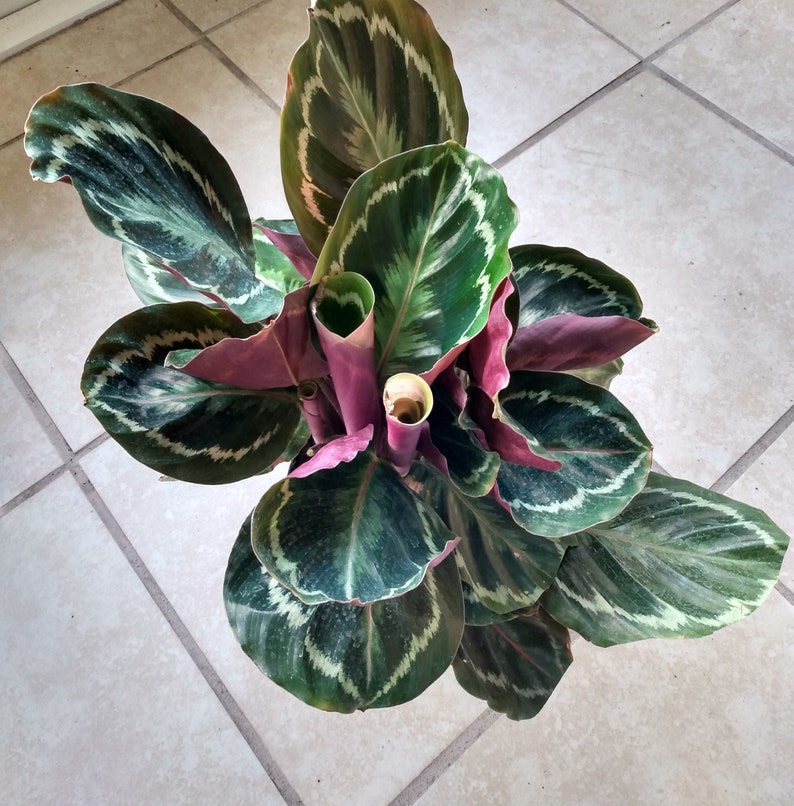 Calathea Medallion Plant - Small Rooted with Free Cutting - Easy Care Indoor Calathea veitchiana