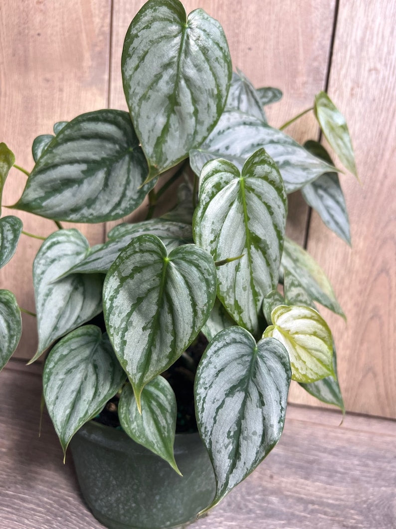 Philodendron Brandi Plant in 6-Inch Pot, Rare Philodendron Brandtianum with Heart-Shaped Dark Green Leaves and Silver Splashes