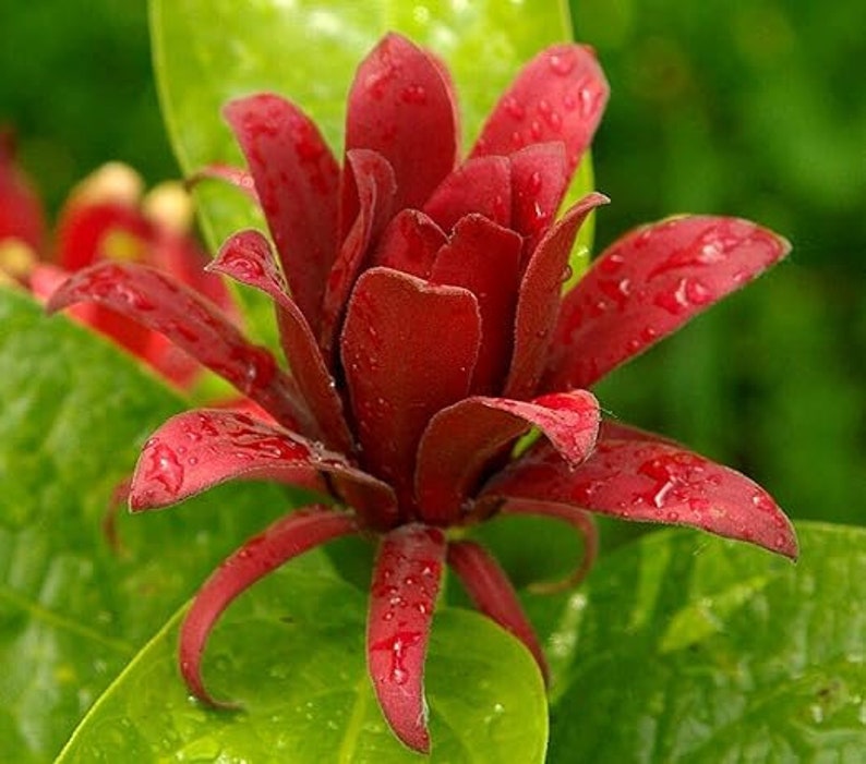 Carolina Allspice Plants 2 Pack - Calycanthus florida in 4" Containers - Zones 4-10