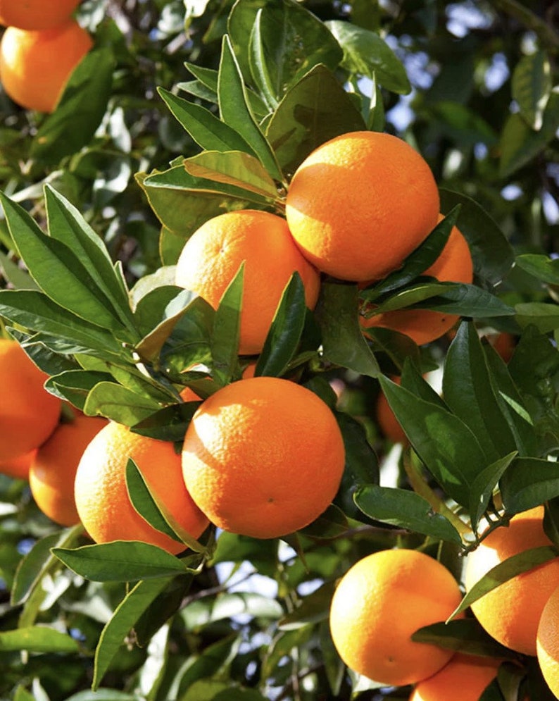 Washington Navel Orange Tree - Grafted Citrus in 1/2 Gallon Pot, Seedless Sweet Oranges