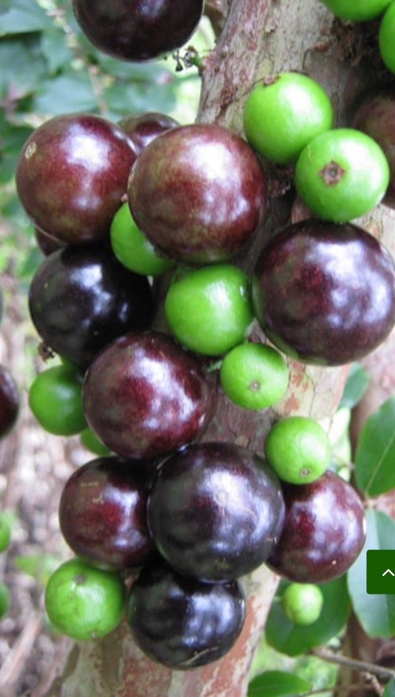Dwarf Red Jaboticaba Fruit Tree in 4" Pot - Myrciaria cauliflora Tropical Indoor Bonsai