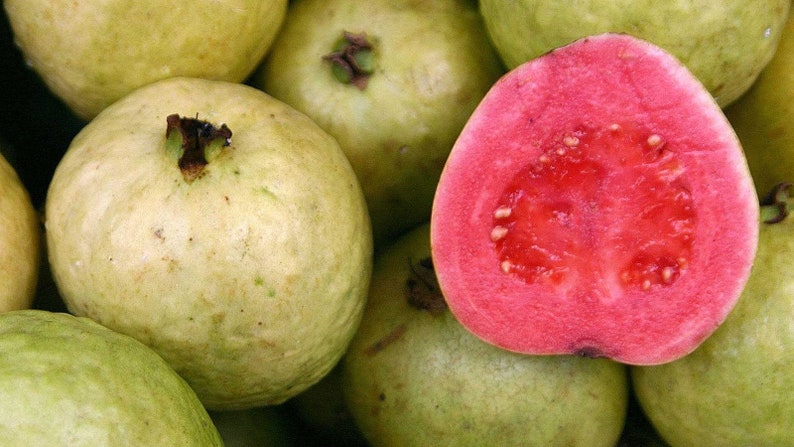 Ruby Supreme Guava Plant 6" Pot - Psidium guajava Tropical Pink Edible Tree