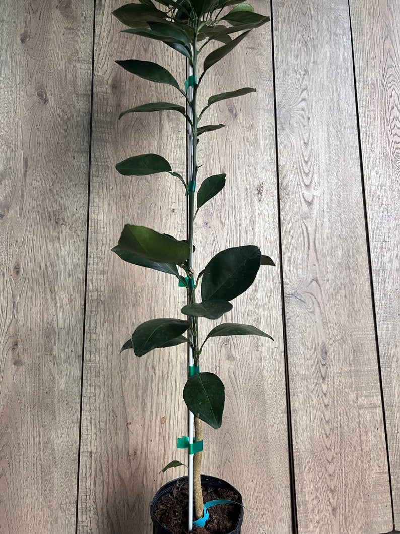 Grafted Shiranui Dekopon Mandarin Orange Tree - Half Gallon Pot, Sweet Citrus, Florida Shipping