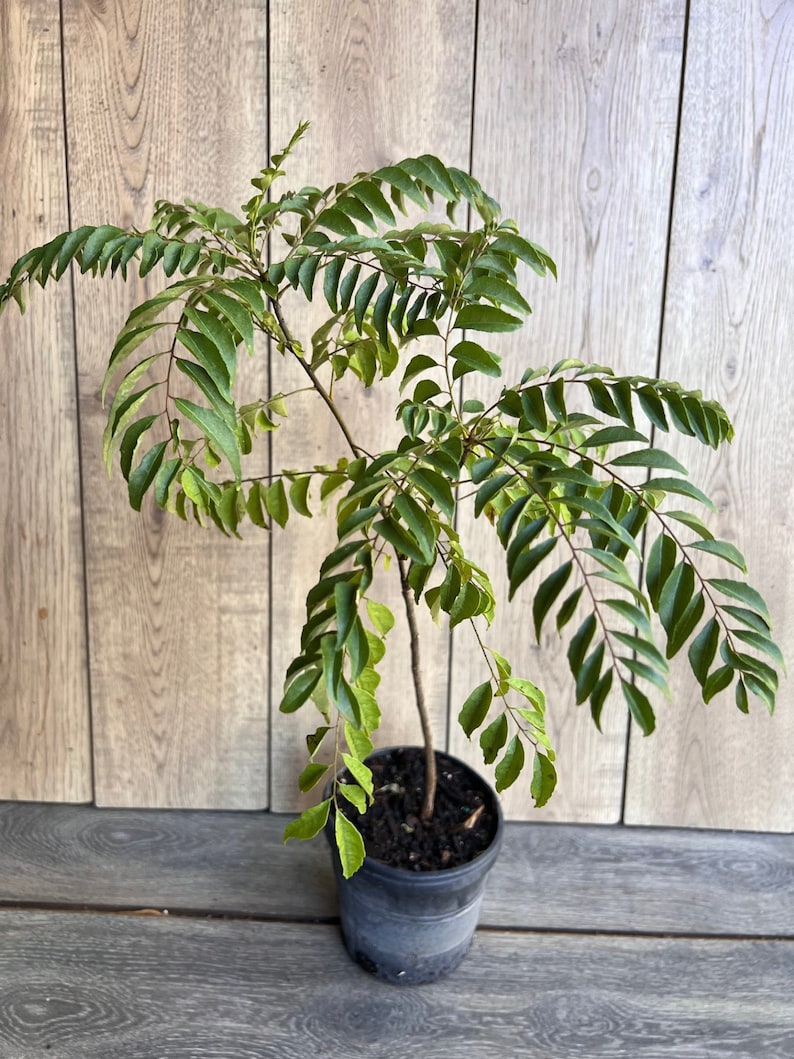 Curry Leaf Plant (Murraya Koenigii) in 6" Pot - Aromatic Culinary Herb for Gardens and Indoors