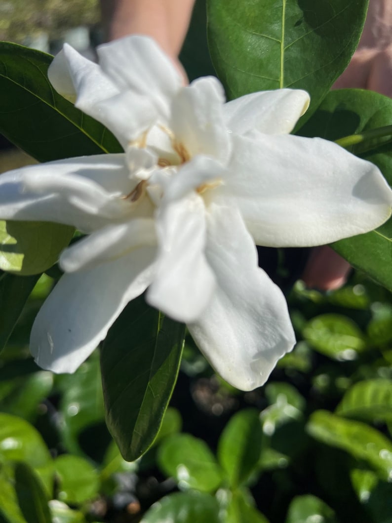 Gardenia Plant in 4" Pot - Frost Proof Evergreen with Fragrant White Flowers