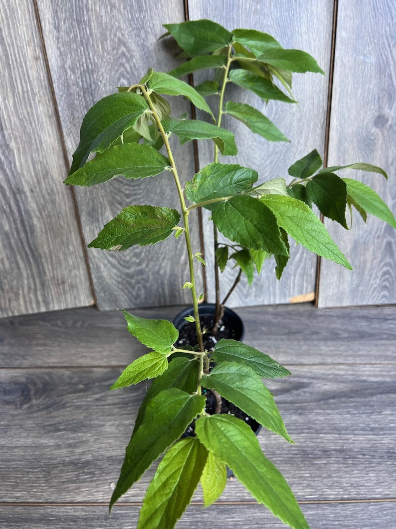 Jamaican Strawberry Tree 6” Pot - Muntingia calabura Tropical Fruit Plant