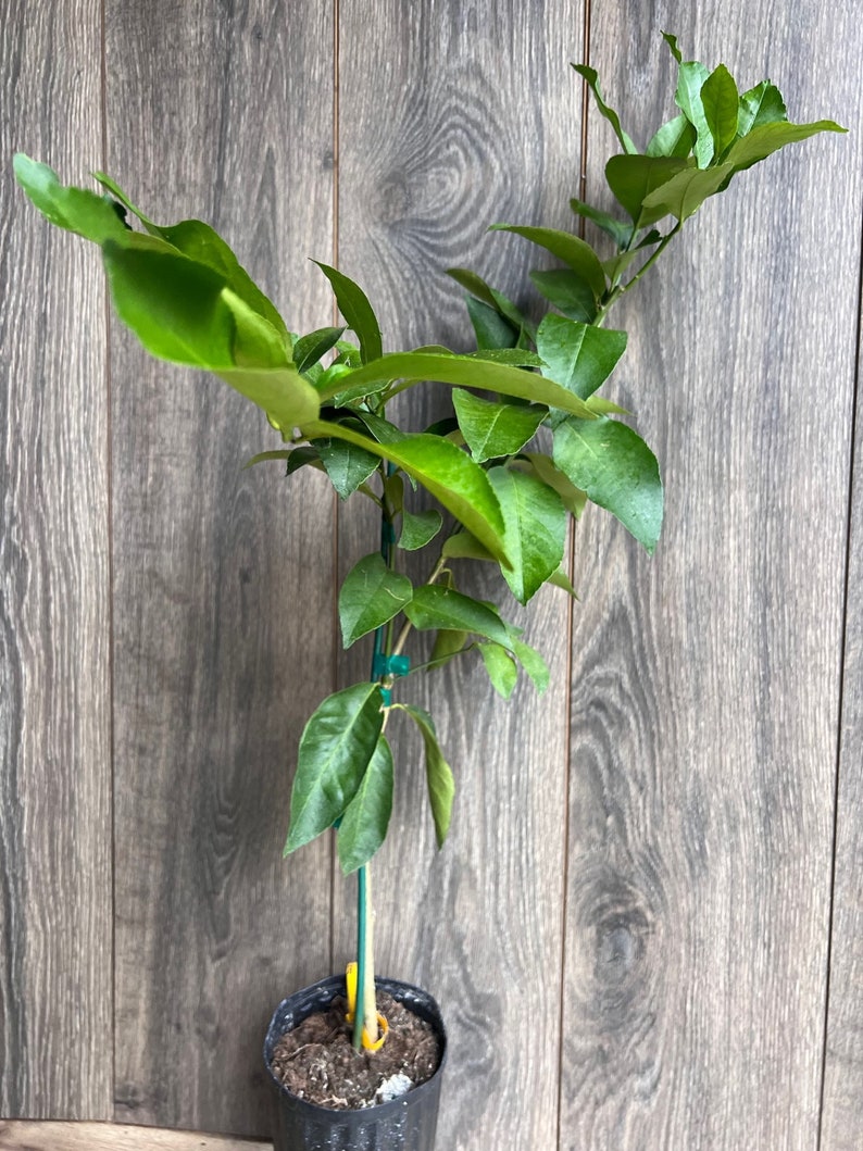 Ponderosa Lemon Tree 1/2 Gallon Pot - Grafted Citrus, American Wonder Lemon - Florida Shipping
