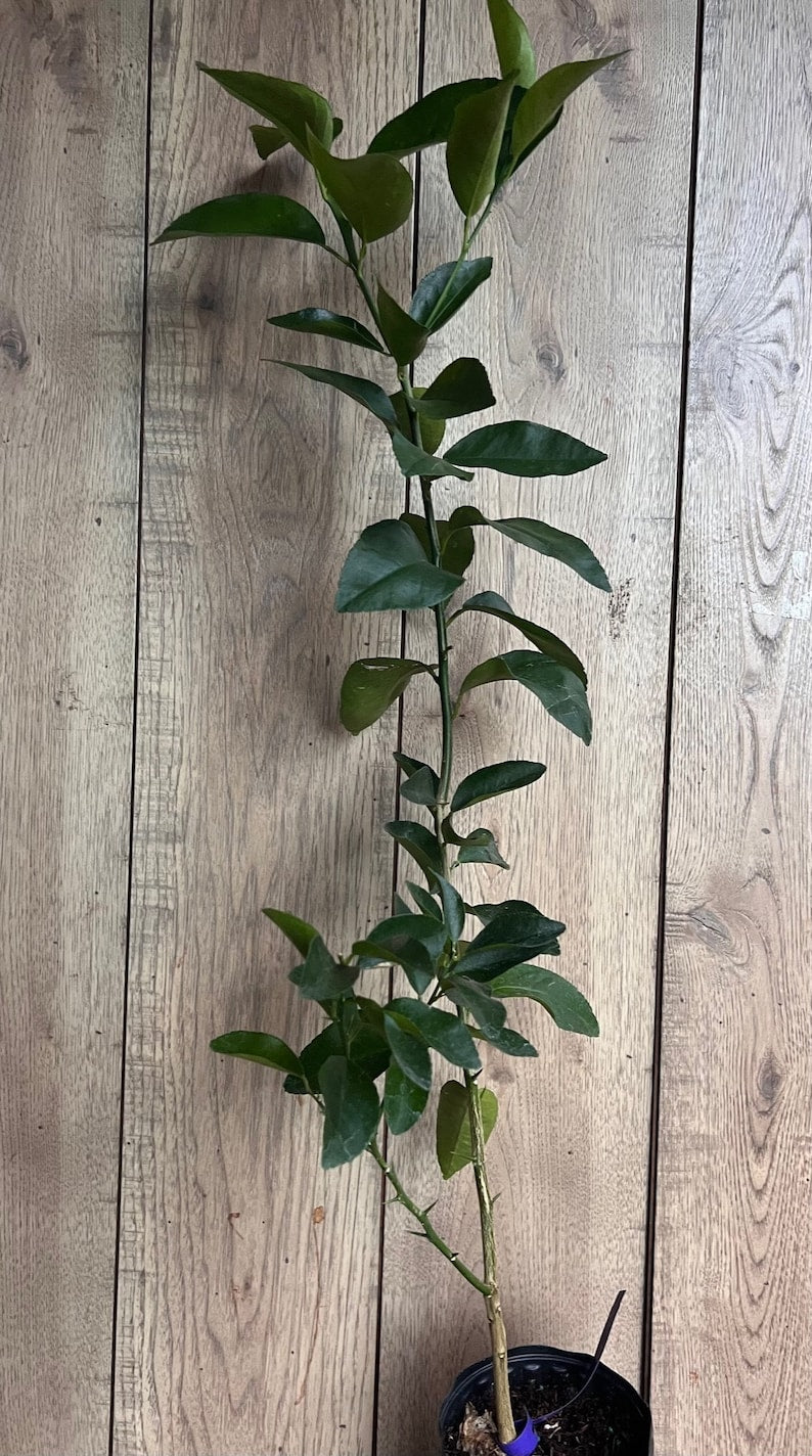 Valencia Orange Tree 1/2 Gallon Pot - Grafted Citrus sinensis, Florida Shipping