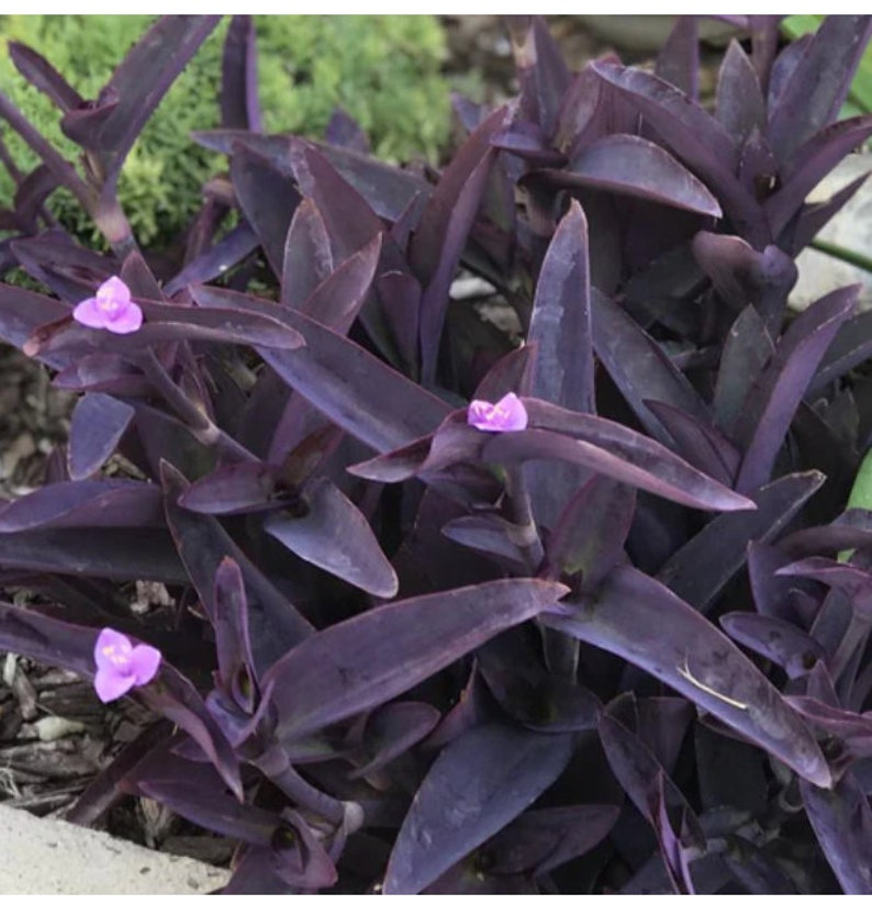 Purple Heart Plant Setcreasea Pallida with Free Rooted Cutting - Easy Care Indoor Outdoor