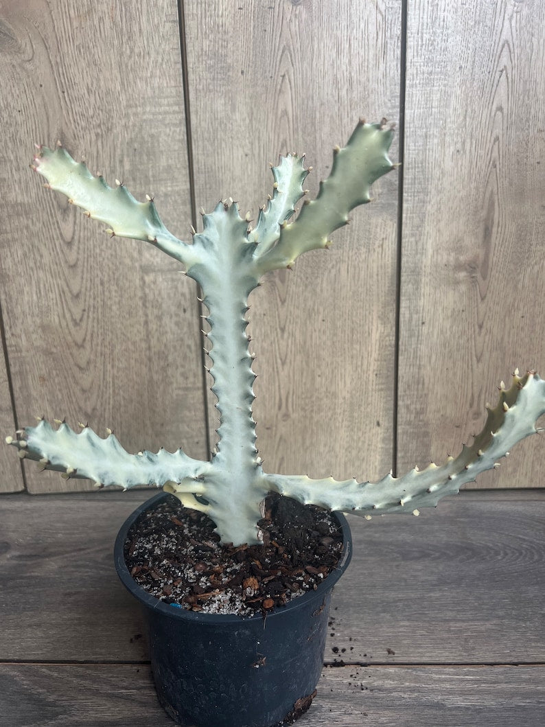 Rare Ghost Cactus 6" Pot | White Variegated Euphorbia Lactea | Low-Maintenance Succulent
