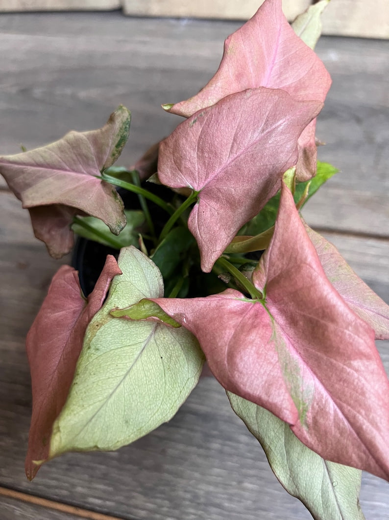 Syngonium Pink Schott 4" Pot - Pink Perfection Indoor Houseplant