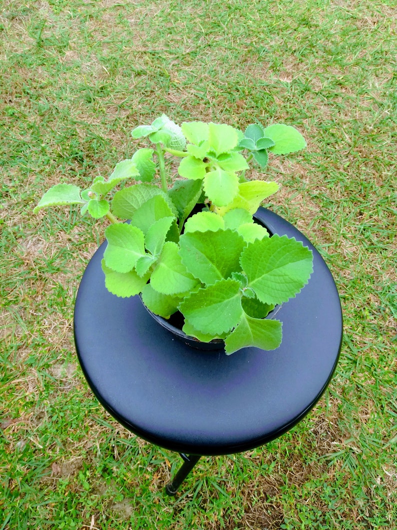 Cuban Oregano Plant Starter - Coleus Amboinicus with Free Rooted Cutting for Indoor Herb Garden