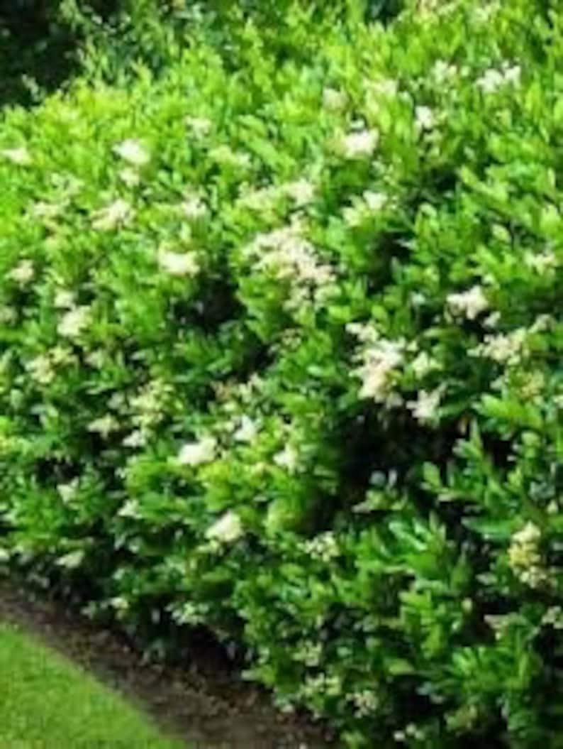 California Privet Plant in Quart Pot | Ligustrum ovalifolium Shrub | Dense Green Foliage, Fast-Growing, Deciduous, USDA Zones 4-8